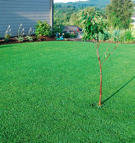 Grass and clover lawn. Things To Know About Grass and clover lawn. 